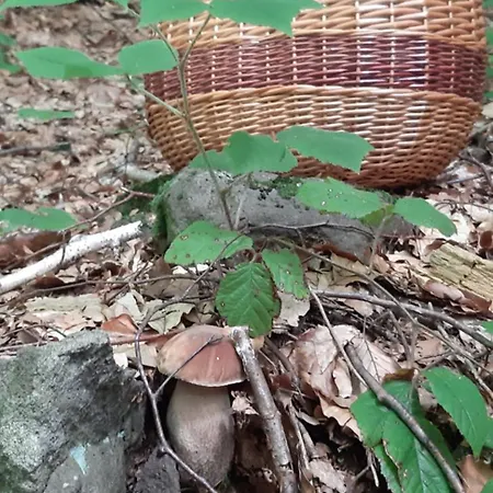 ゲストハウス сергія