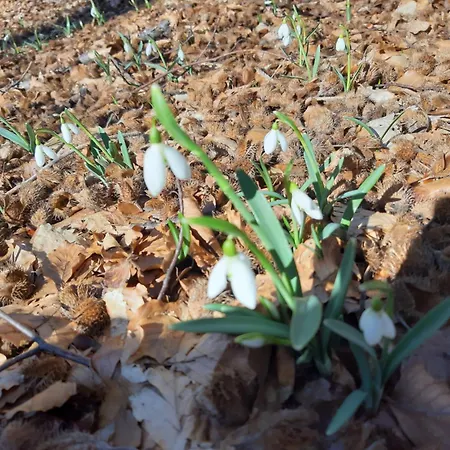 сергія * シンヤク