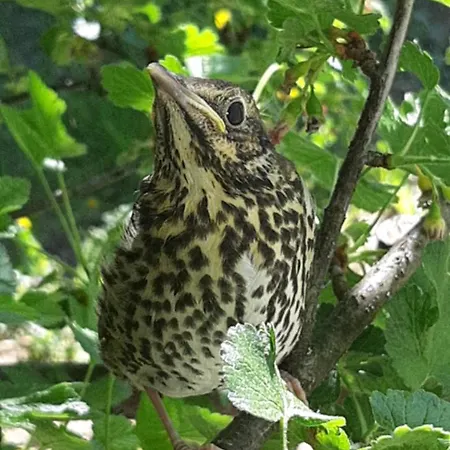 Πανσιόν сергія Sinyak (Transcarpathia)