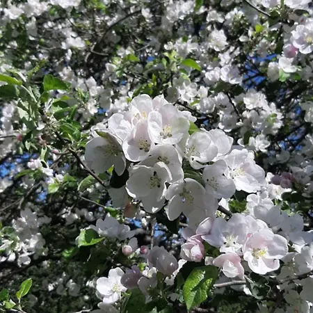 Πανσιόν сергія Sinyak (Transcarpathia)