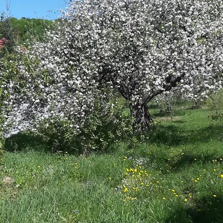 сергія Πανσιόν
